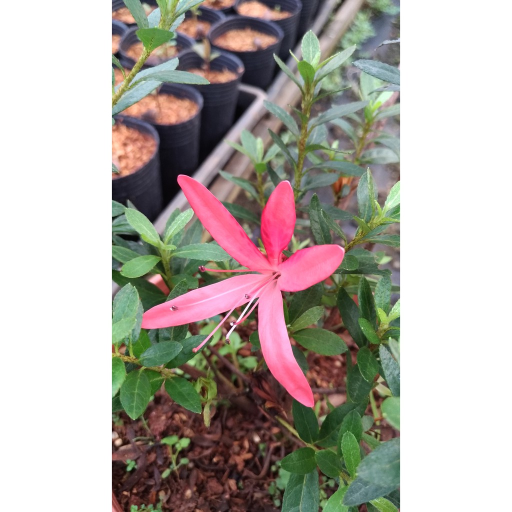 皋月杜鵑夢花火3寸盆 蝦皮購物