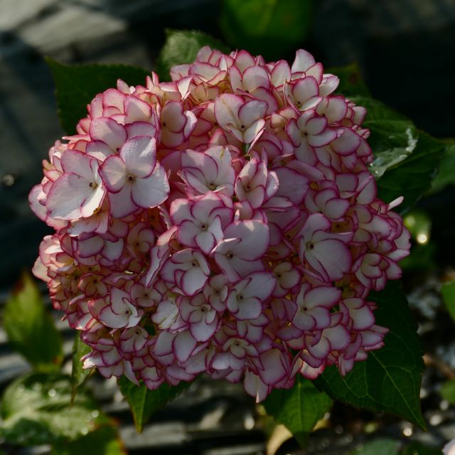 日系紫陽花 未來 蝦皮購物
