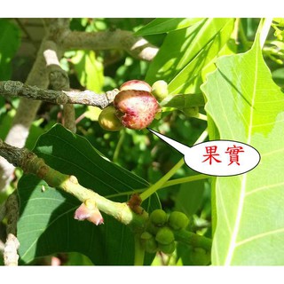 菩提樹的價格推薦 21年5月 比價撿便宜