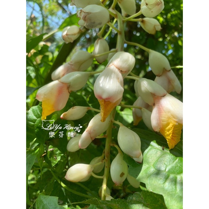 月桃花純露 Ptt討論與高評價網拍商品 21年8月 飛比價格