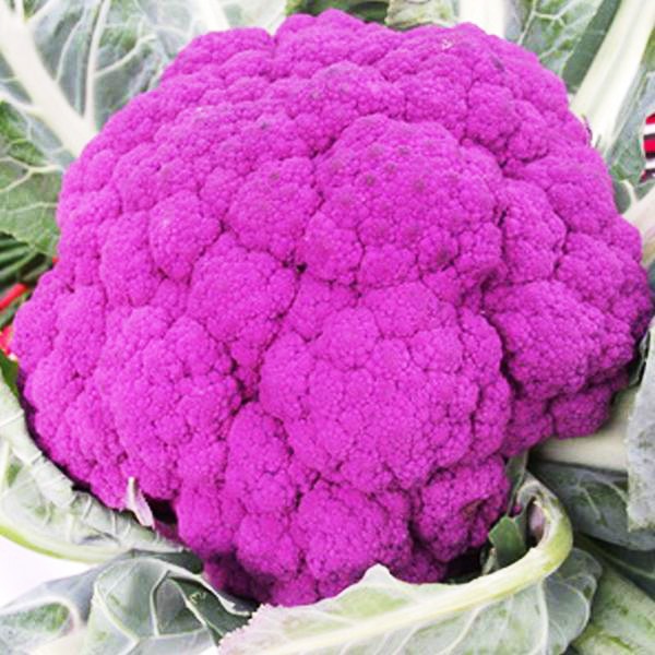 紫色花椰菜 優惠推薦 21年6月 蝦皮購物台灣