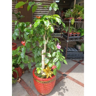 桃園內壢家樂福 優惠推薦 21年9月 蝦皮購物台灣