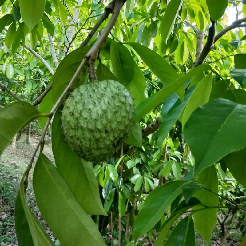 刺果番荔枝怎么吃 刺果番荔枝 Ap番荔枝和刺果番荔枝什么区别 大盆景网手机版