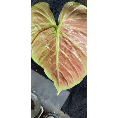 Philodendron choco red巧克紅 蔓綠絨