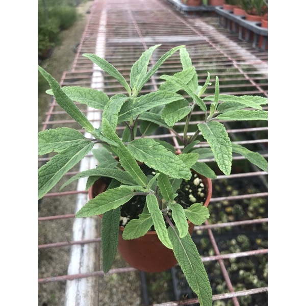 墨西哥鼠尾草（3寸紅盆）圖片為參考照