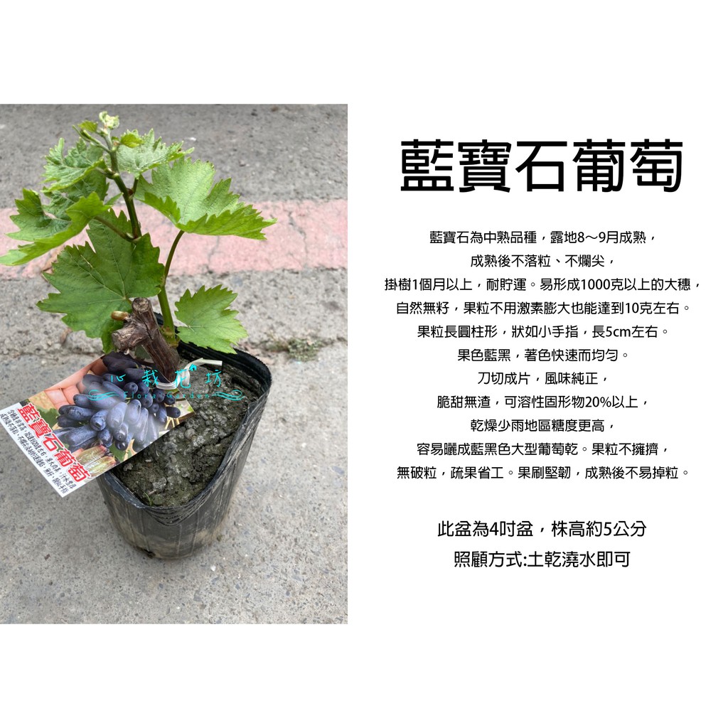 心栽花坊-藍寶石葡萄/4吋/阡插苗/葡萄品種/水果苗/售價400特價300