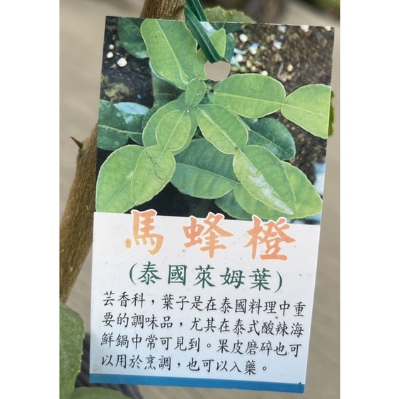 馬蜂橙/泰國檸檬葉/永吉種苗園