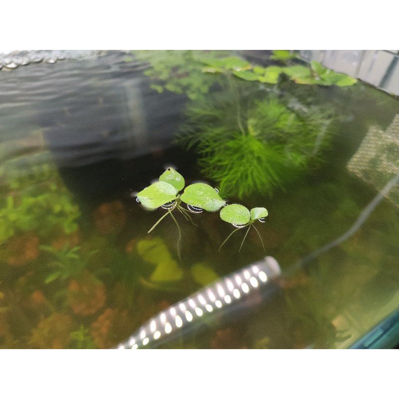 圓心萍水草吸收水中no3 蝦皮購物