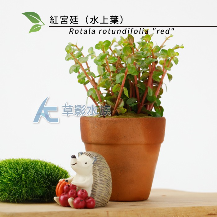 Ac草影 紅宮廷 水上葉 二十株 主景水草後景水草紅色水草不用co2 紅宮庭草 蝦皮購物