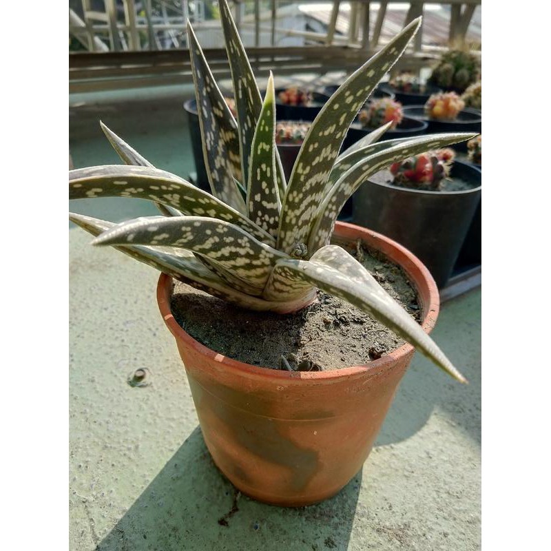 錦斑 多肉植物 仙人掌有刺 蘆薈 千代田錦 長葉 蝦皮購物