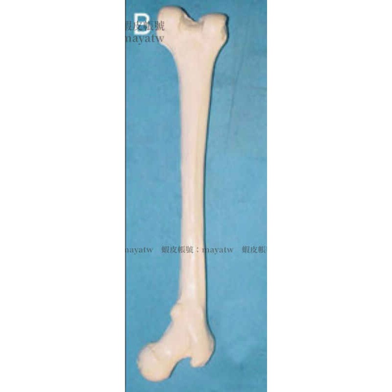 Md B 0523 一比一仿真人體大腿骨股骨模型人體大腿骨骨骼模型長骨頭 蝦皮購物