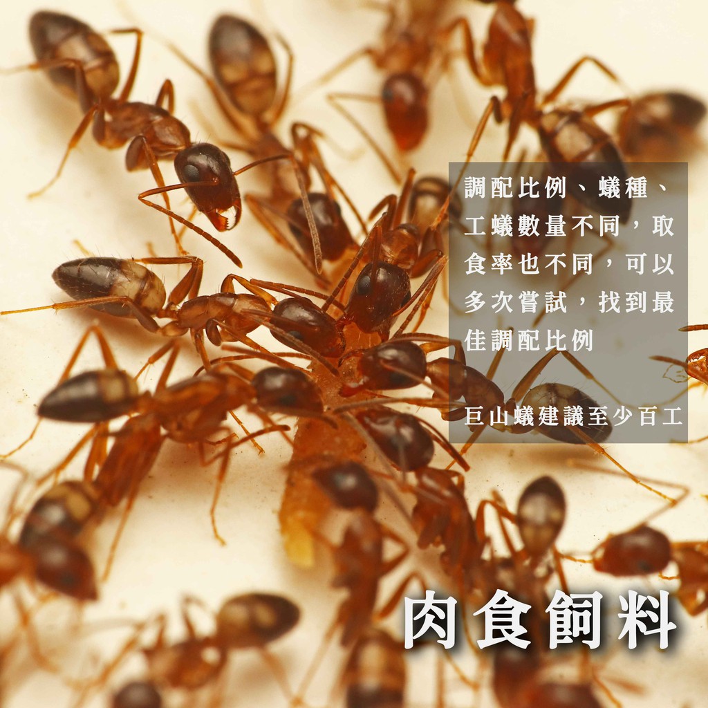 捕蟻人工作室 螞蟻飼料螞蟻專用高蛋白營養粉高營養高蛋白爆產飼料 蝦皮購物