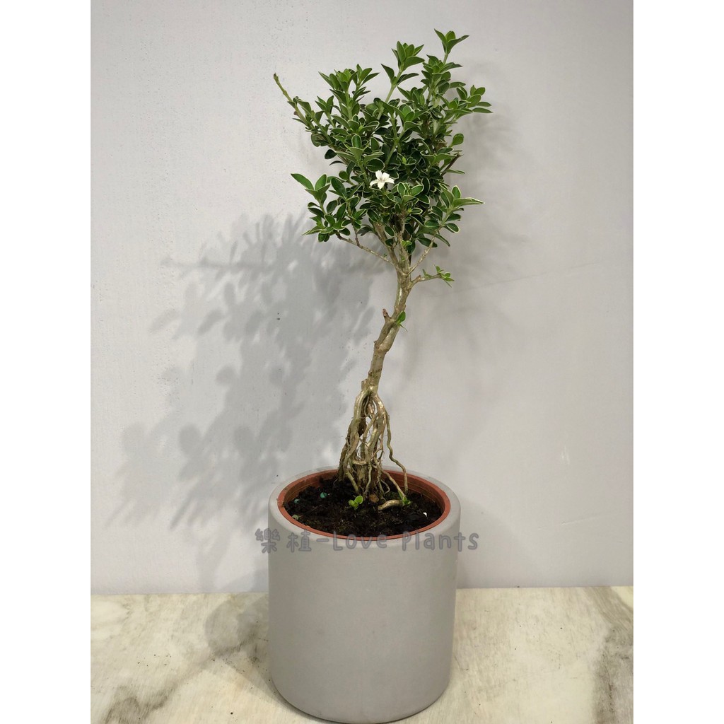 六月雪盆栽的價格推薦 21年8月 比價比個夠biggo