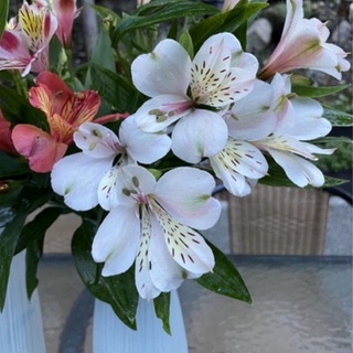 新店衝量特惠水仙花種球種籽濃香型超低價超優惠發芽率高達90 室內庭院盆栽觀賞花卉耐寒禮物禮品 蝦皮購物