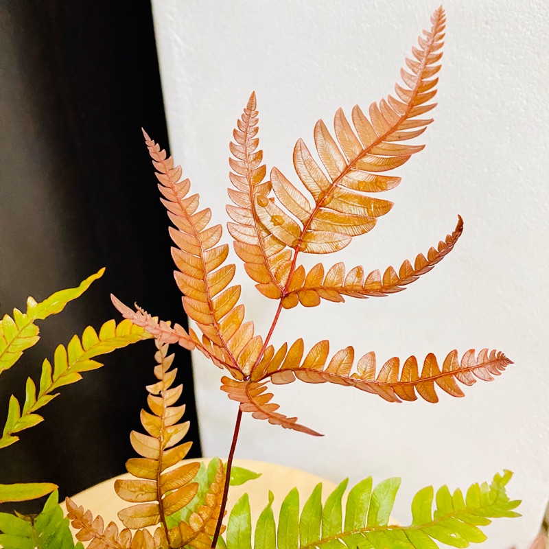 紅鳳尾蕨 蕨類 好養護 觀葉植物 陽台綠植 室內植物 「有話植說」