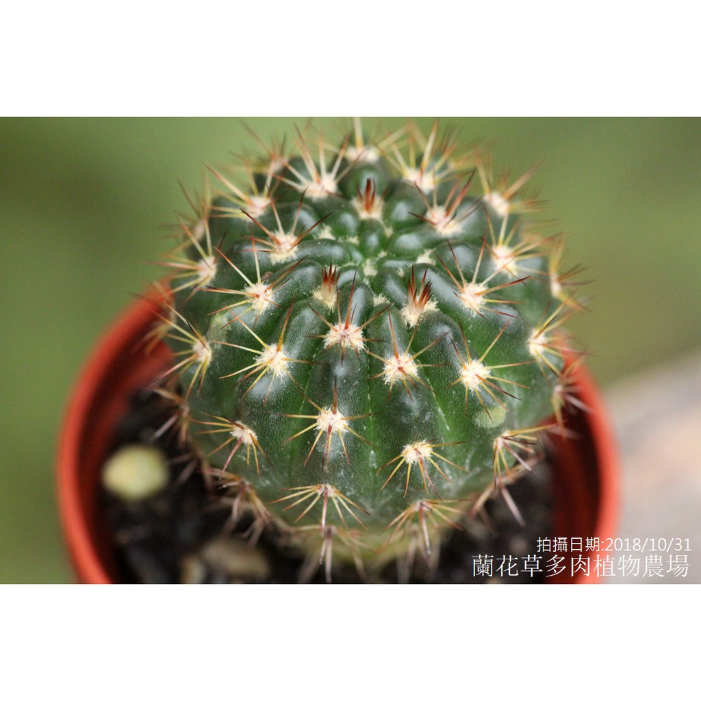 1吋迷你盆 獅子王丸 仙人掌科多肉植物 蝦皮購物