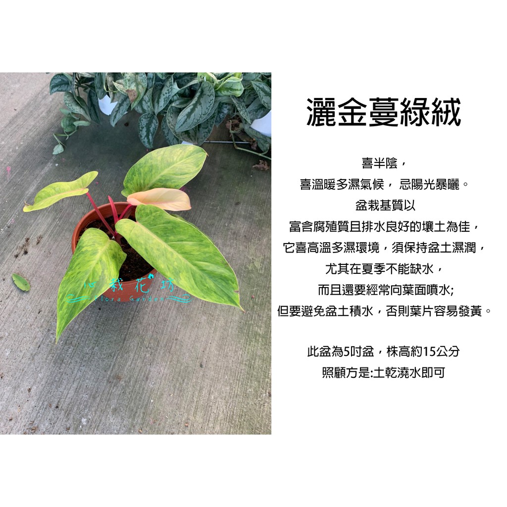 心栽花坊-灑金蔓綠絨/5吋盆/綠化植物/室內植物/觀葉植物/售價600特價500