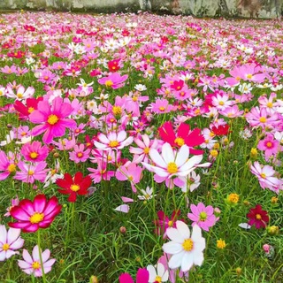 波斯菊 優惠推薦 22年2月 蝦皮購物台灣