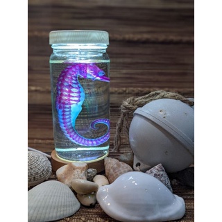 透明魚標本 優惠推薦 21年9月 蝦皮購物台灣