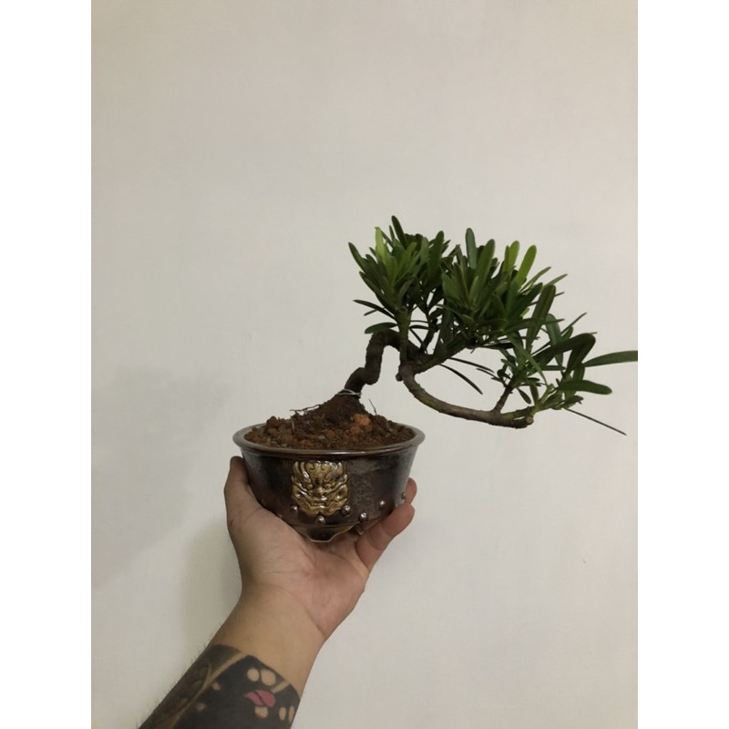 小品盆栽羅漢松雀舌羅漢松高扭轉宜興釉變窯燒獅獸首盆缽 蝦皮購物