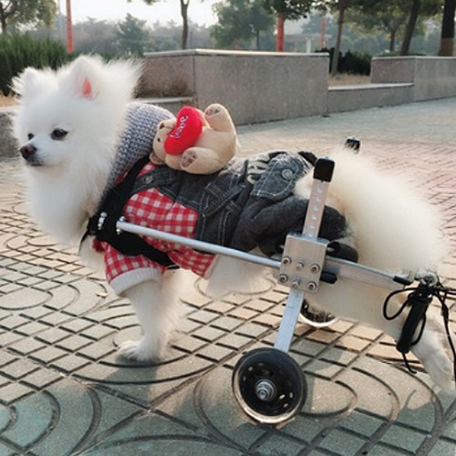 此商品48小時內快速出貨 Dyy 狗輪椅後肢癱瘓寵物代步車寵物輪椅xs號加寬 蝦皮購物