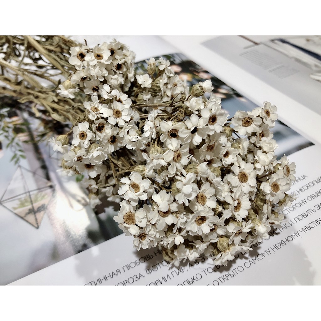 夏 花charice Flora 乾燥花 乾燥花材 法國白梅 白梅 手作素材 乾燥花素材 不凋花 永生花 蝦皮購物