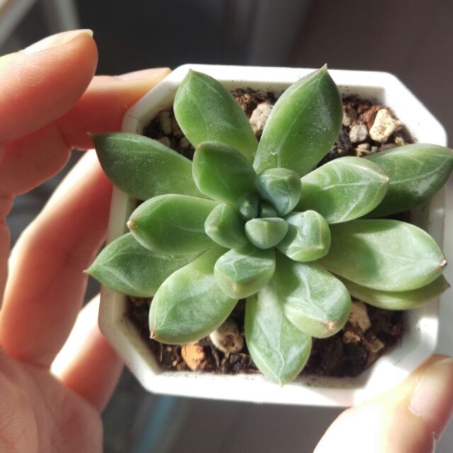 多肉植物青蘋果2 5吋微根新品種稀有 蝦皮購物