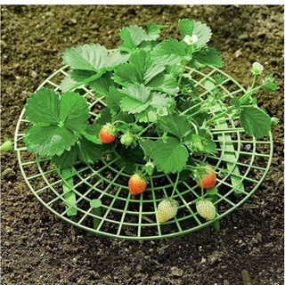 ❤️草莓墊高架❤️植物隔離架❤️隔離土壤 植物架 隔離花架 隔離植物支架