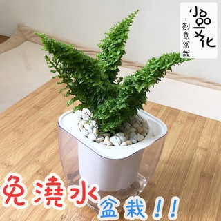 【小品文化】密葉波士頓腎蕨【現貨】4吋透明免澆水懶人盆栽 加水更方便 觀葉植物 空氣淨化 創意花盆 居家辦公盆花 種子