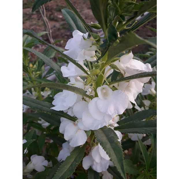 S 022 草花種子 鳳仙花 指甲花 白色 種子 1份30元100顆 蝦皮購物
