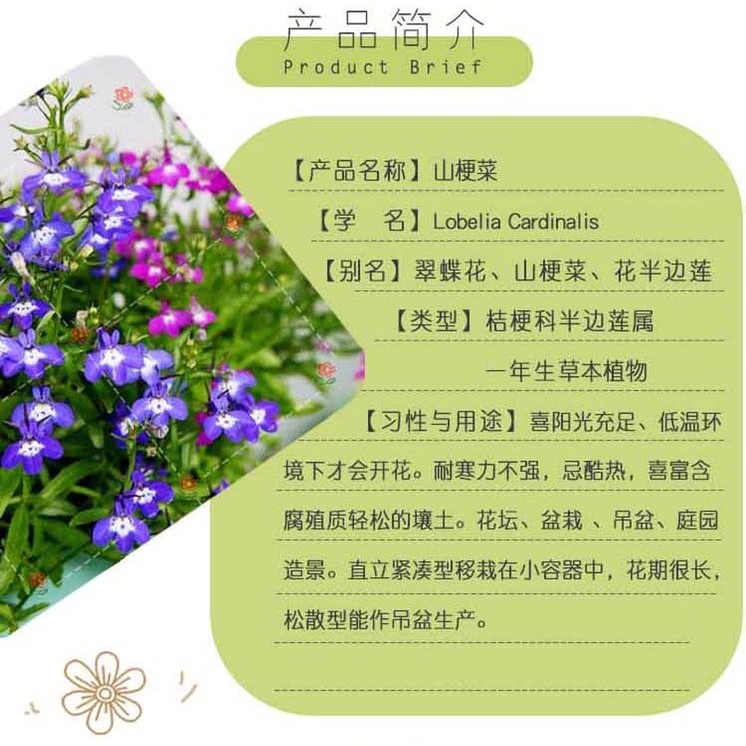 小鮮肉肉 紫色翠蝶花種子 10粒裝 垂吊花六倍利山梗菜花卉植物種子 蝦皮購物
