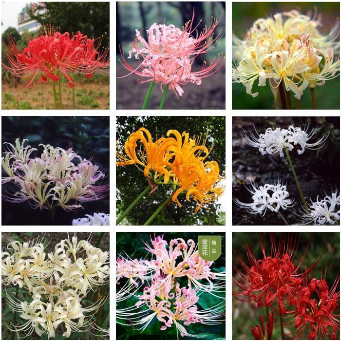 新上架 花卉種球 彼岸花種球曼珠沙華種子曼陀羅石蒜花苗四季易活室內盆栽花卉植物 蝦皮購物