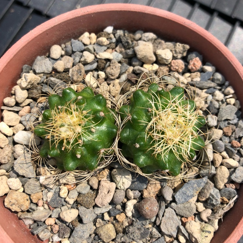 多肉植物仙人掌蜘蛛丸 蝦皮購物