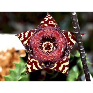 蘿藦432Huernia zebrina'Black'黑縞馬