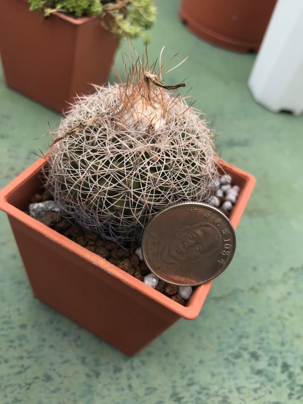 蜘蛛丸仙人掌多肉植物 蝦皮購物