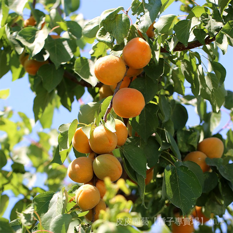 水果種子夯杏樹種子杏子種子杏子種子