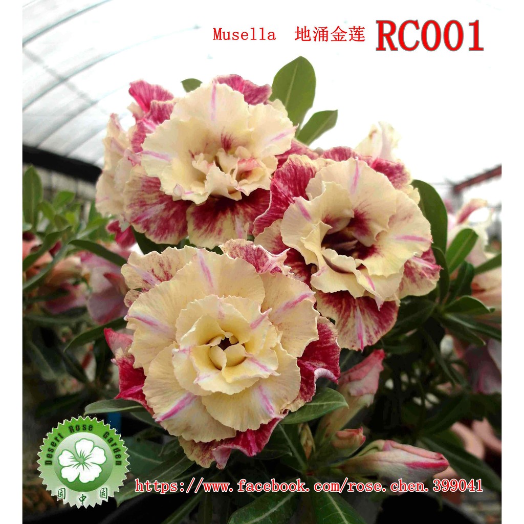 園中園 沙漠玫瑰地湧金蓮5吋盆 蝦皮購物