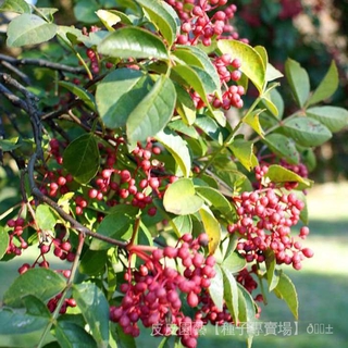 種子夯【花椒種子】大紅袍花椒種子山椒紅椒麻椒川花椒樹刺籬笆蔬菜 WZPR