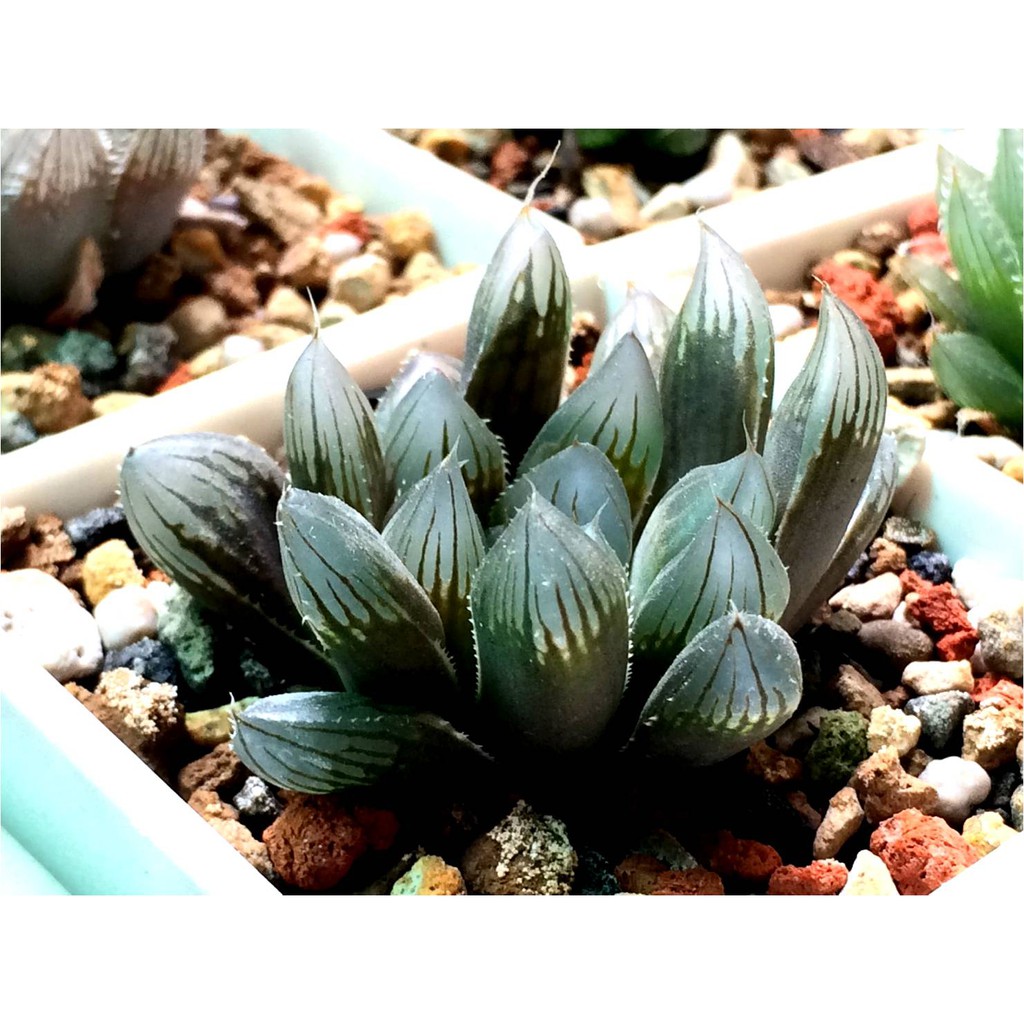 多肉植物 百合科 十二卷屬 Haworthia 黑肌系列玉露 大側芽