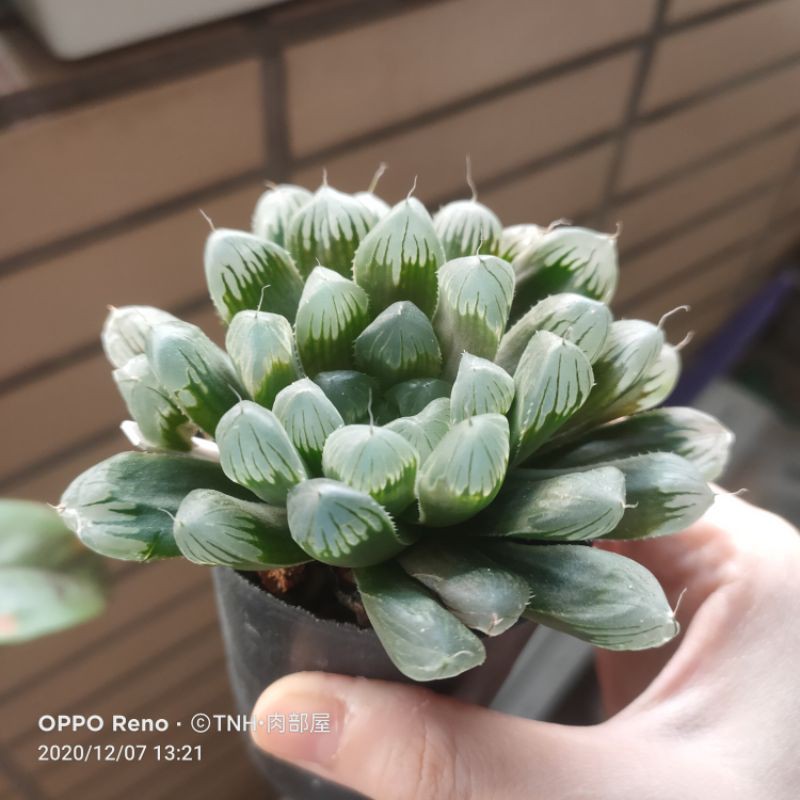 肉部屋3吋爆盆帝玉露 底座芽百合多肉植物 蝦皮購物