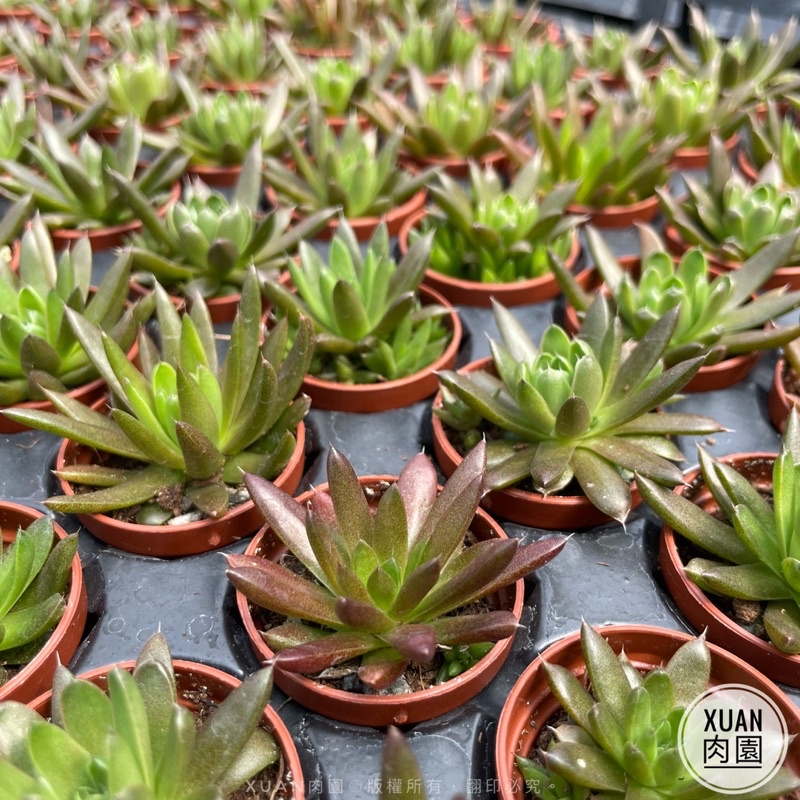 一吋迷你盆 昭和 瓦松 冬 夏型態會改變 多肉植物 多肉 景天科 療癒小物 組盆 綠手指必備 Xuan肉園 蝦皮購物