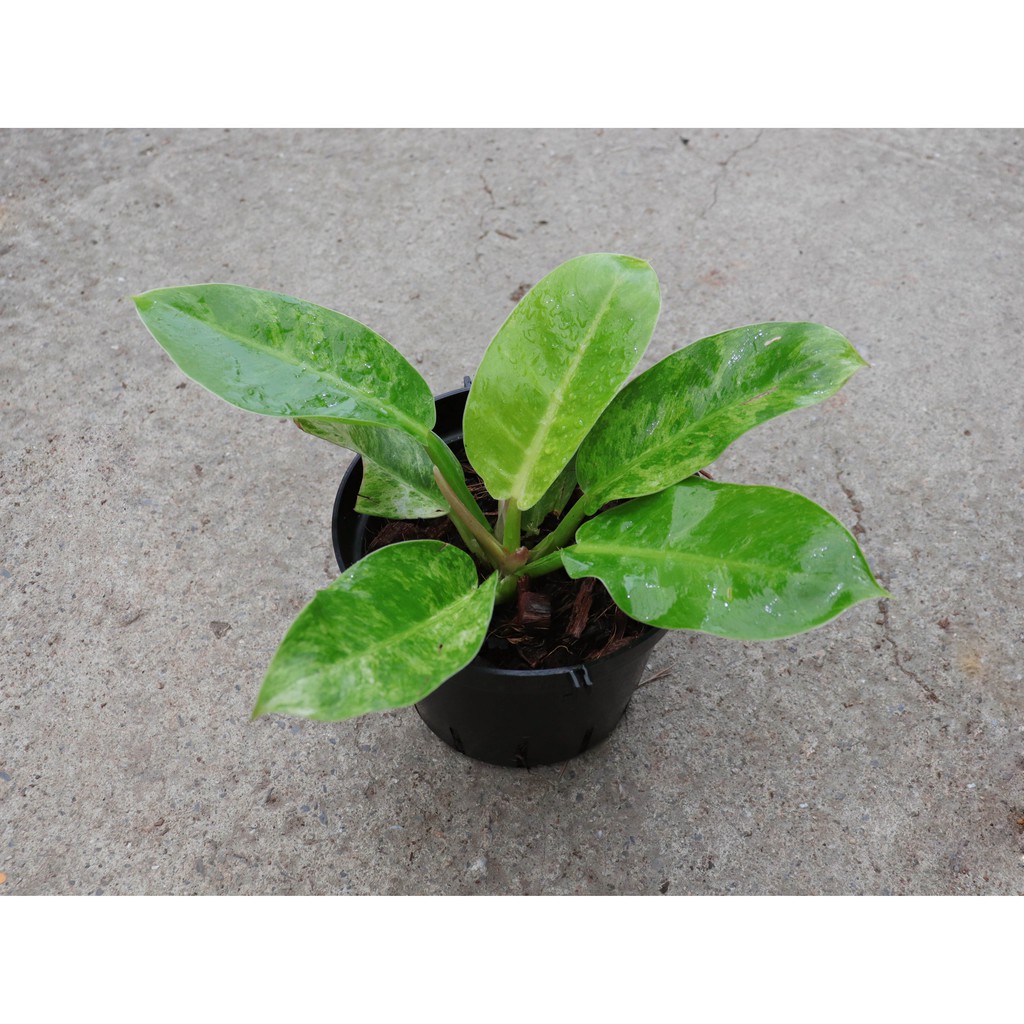 斑葉蔓綠絨 Pisani