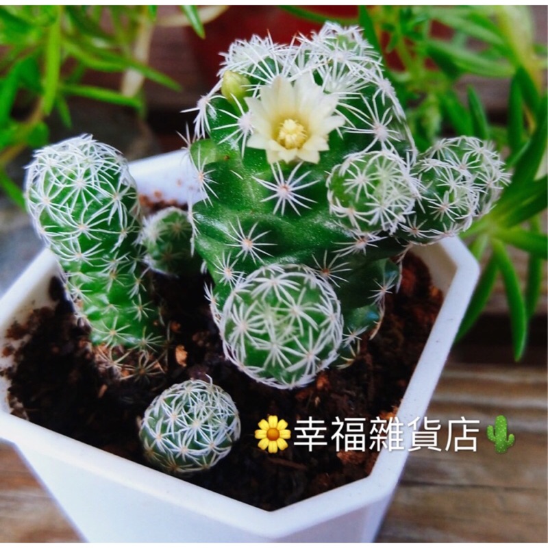 多肉植物 開花仙人掌 白花雪手毬組盆療癒紓壓多肉 蝦皮購物