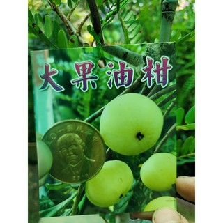 李家果苗 大果油柑 大果油甘 4吋半盆 嫁接苗 其他果樹 高度70-80公分 單價360元 特價320元