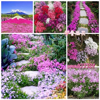 芝生 優惠推薦 22年9月 蝦皮購物台灣