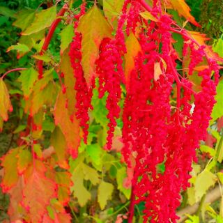 【小鮮肉肉】臺灣紅藜 種子(50粒裝) 四季易播