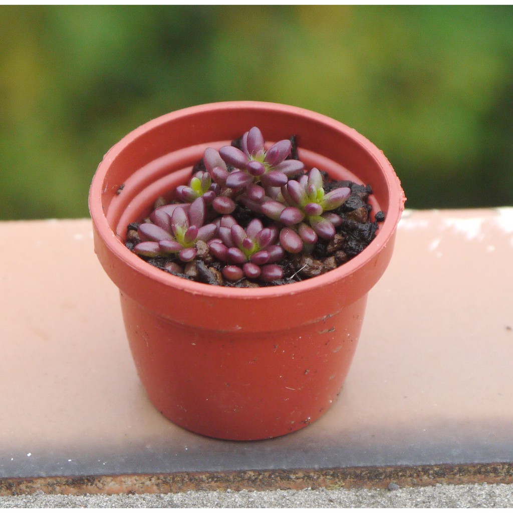 紫米飯 小松葉牡丹 紫糯米 (1寸)  多肉植物 觀葉植物 療癒植物 【花樣渼栽盆栽生活館🌿】