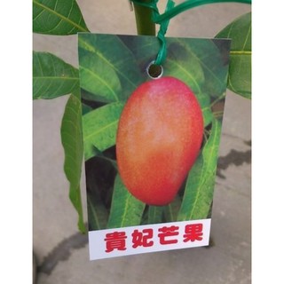 花囍園_水果苗—貴妃芒果--成熟是暗紅色~晚生的品種/4吋盆高約30-50cm(無法超取)