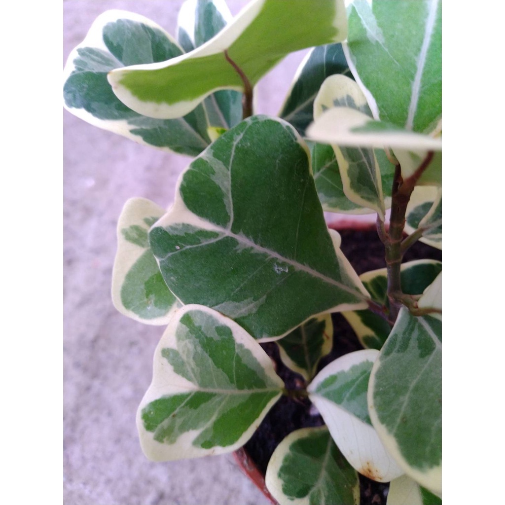 斑葉 / 花葉三角榕 Ficus Triangularis Variegata (3吋盆)  🪴室內/外植栽🪴