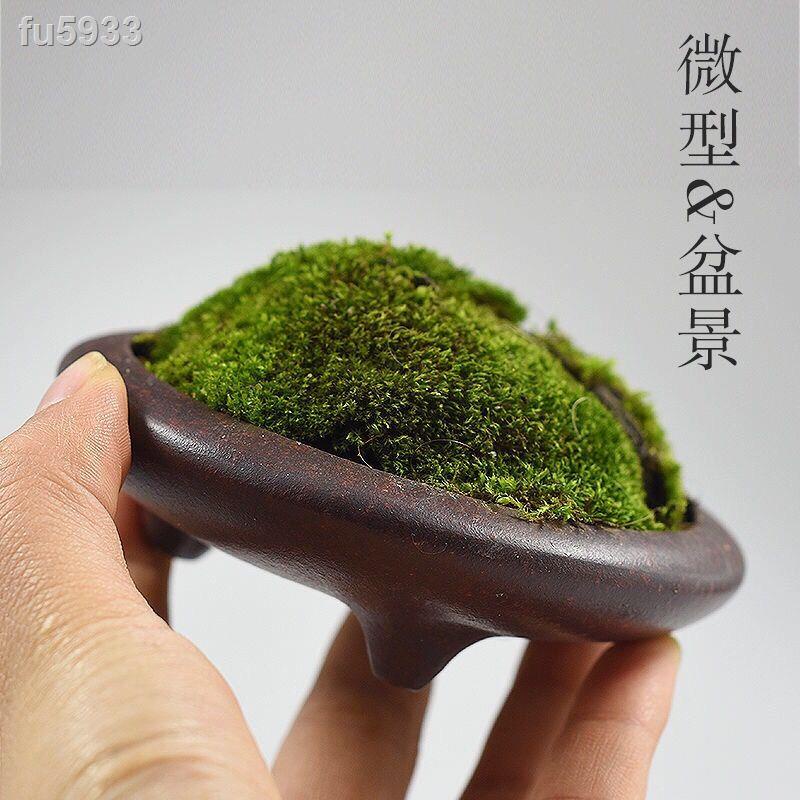 9 25 宜興紫砂盆中式禪意文竹三足金錢菖蒲盆桌面微型盆景盆栽苔蘚盆 蝦皮購物